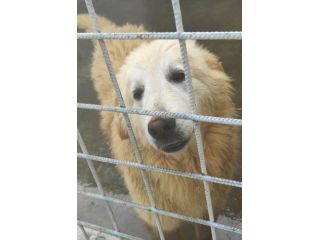 CANE DA ADOTTARE