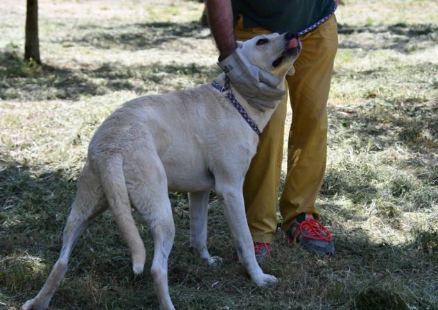KEVIN, stupendo mix labrador gioioso - Foto 4
