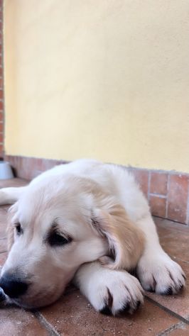Cucciola di Golden Retriever color crema Kate - Foto 3