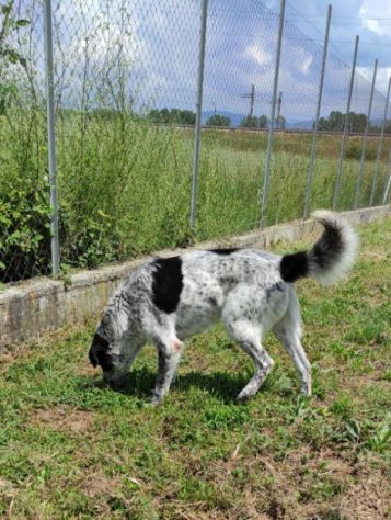 CANE IN ADOZIONE: ESCAPE, taglia media. - Foto 2