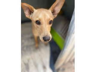 Lilla cucciola taglia medio piccola