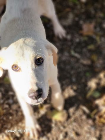 Lisa e Lara ADOZIONE DI COPPIA CUCCIOLE IN ADOZIONE - Foto 2