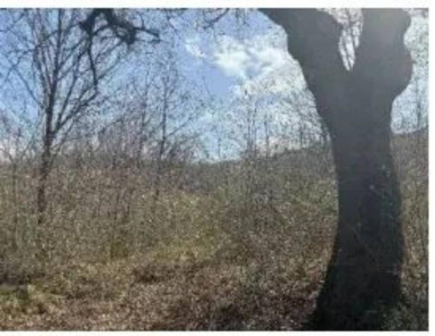Immobile in asta di 58450 m² in vendita a Civitanova del Sannio - Foto 6