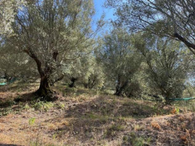 Immobile in asta di 27621 m² in vendita a Galatro - Foto 2
