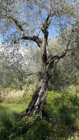 Piante di ulive secolari - Foto 8