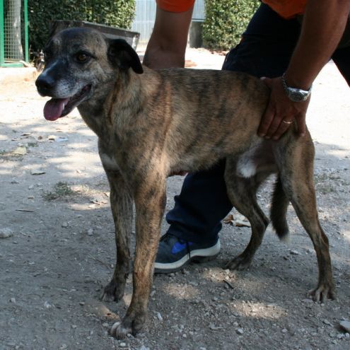 TIGROTTO, dolce cagnolino - Foto 5
