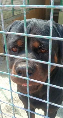 RAUL ROTWEILER 3 ANNI - Foto 3