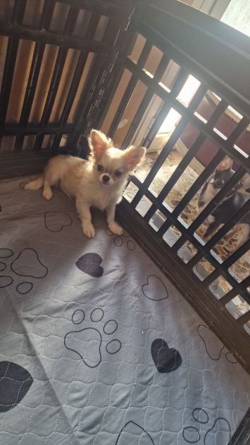 Chihuahua Maschio pelo lungo - Foto 2