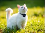 Mini telecamera collare cane gatto Full HD 1080P notturna infrarossi SD CAMPET1