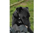 CANE IN ADOZIONE: AARON