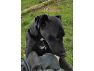CANE IN ADOZIONE: AARON