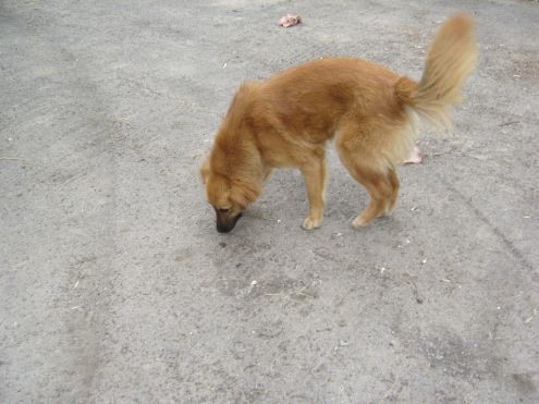GILDA, mix golden molto bella - Foto 2