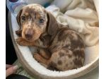 BASSOTTO NANO - BASSOTTI NANI TEDESCHI CUCCIOLI pagamento 12 rate