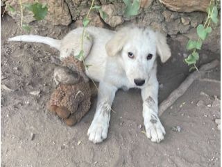 Chiaretta cucciola