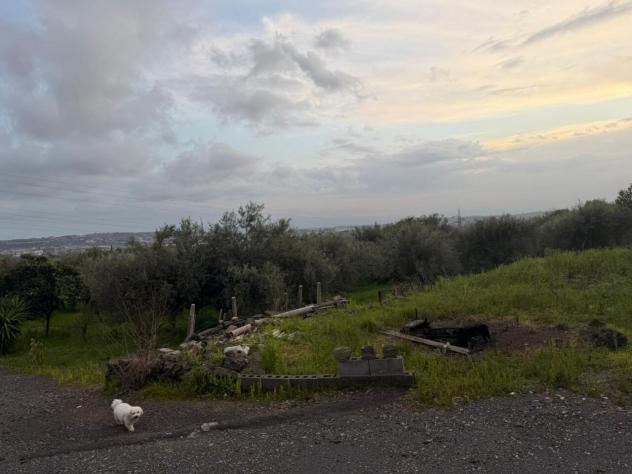 Uliveto in vendita a Belpasso - Foto 7