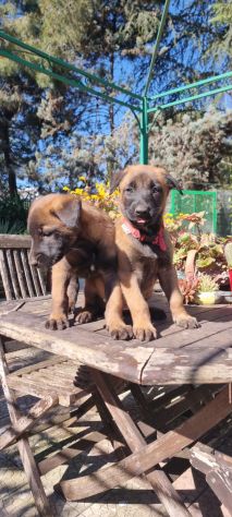 Allevamento e Cuccioli Pastore Belga Malinois in Calabria - Foto 2