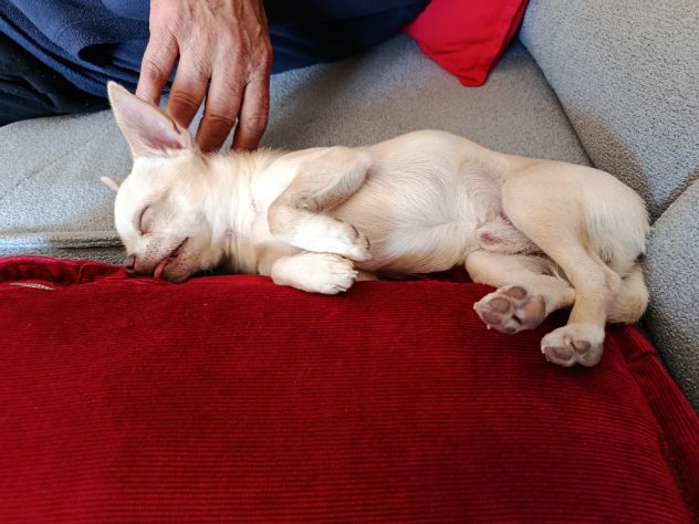 Chihuahua pronto solo per monta - Foto 4