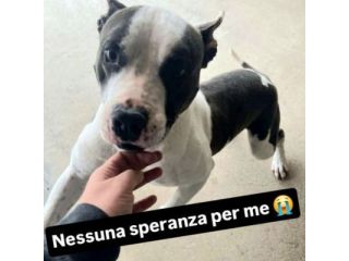 Xiro dimenticato dal mondo intero cane in adozione