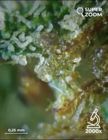 White CBG - Foto 5