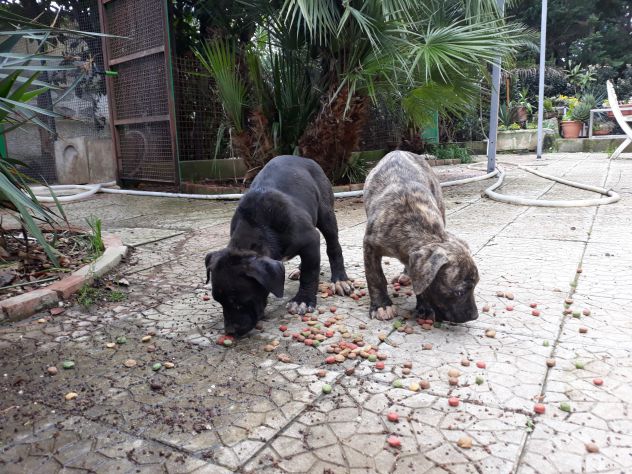 American Staffordshire Terrier Bari Foggia Taranto Brindisi Lecce - Foto 6