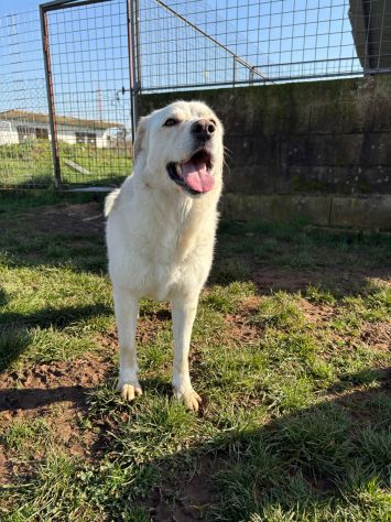 Lady simil Labrador - Foto 5