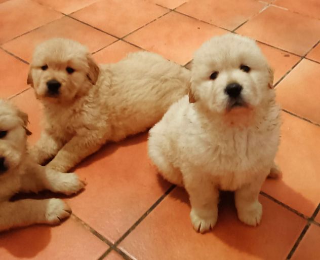 Golden retriever cuccioli - Foto 4