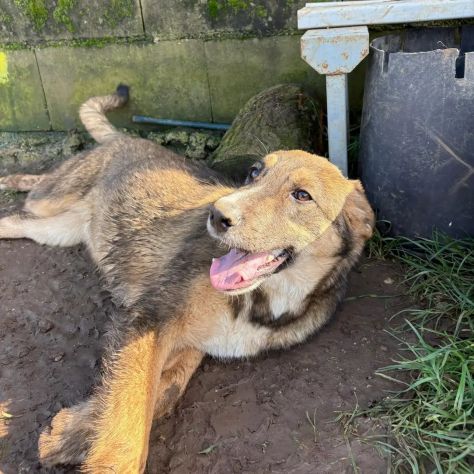 JOHNNY DOLCISSIMO LUPETTO CERCA CASA CUCCIOLO IN ADOZIONE - Foto 3