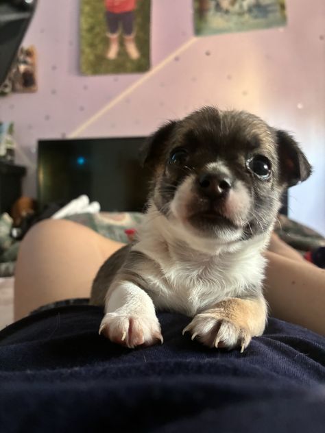 Chihuahua - Foto 2
