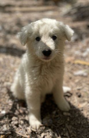 Pilù cucciolo - Foto 2