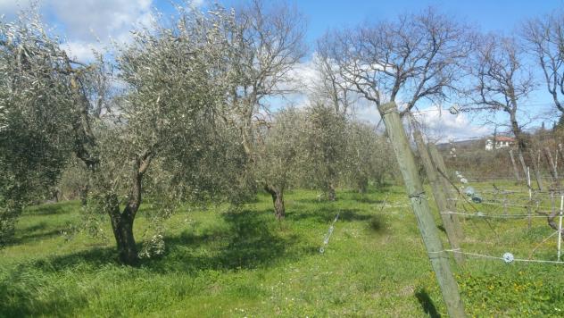 Seminativo in vendita a Lugnano in Teverina - Foto 3