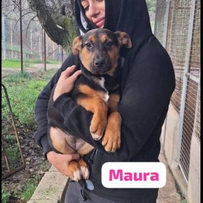MAURA, VARCO, ROSEA, PEPPINO, CUCCIOLI IN ADOZIONE - Foto 10
