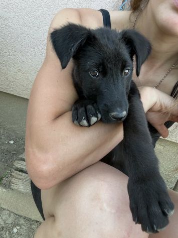 3 dolci CUCCIOLI total black! Bellissimi - Foto 9