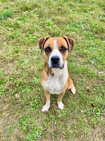 NADIR SIMIL BOXER SOCIEVOLE EDUCATO CANE IN ADOZIONE - Foto 9