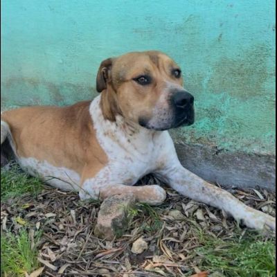 CASPER MERAVIGLIOSO CARATTERE: CANE IN ADOZIONE - Foto 2