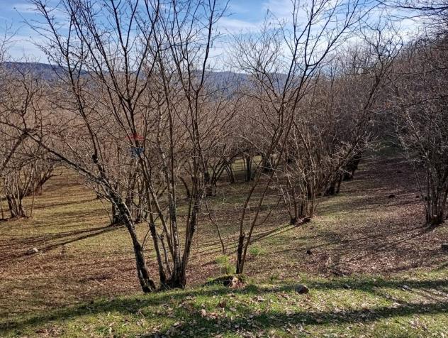 Terreno in vendita a Santa Domenica Vittoria - Foto 12