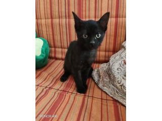 Kata, gattina sfortunata prossima alla scadenza..