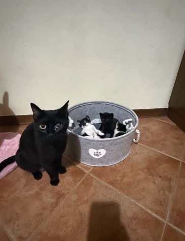 Gattini - Foto 4
