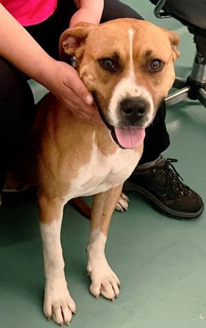 Jordan socievole e giocherellone cane in adozione