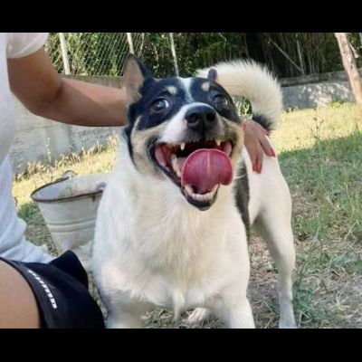 Pouf delizioso cagnolino in adozione - Foto 3