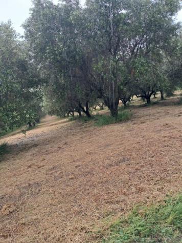 Terreno edificabile in vendita a Colonnella - Foto 8