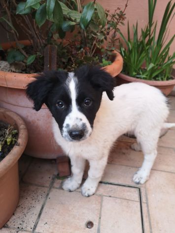 Splendidi cuccioli cercano casa - Foto 9
