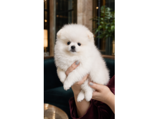 Pomchi femmina