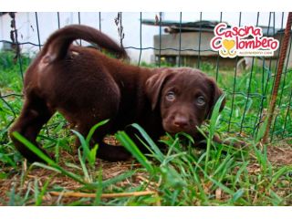 LABRADOR RETRIEVER CUCCIOLI MARRONE