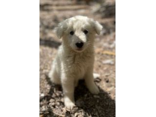 Pilù cucciolo