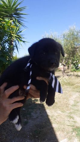 Brando cucciolo - Foto 2