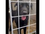 SIRIUS MIX LABRADOR CANE IN ADOZIONE