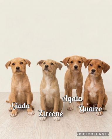 Regalo cuccioli taglia medio piccola - Foto 2