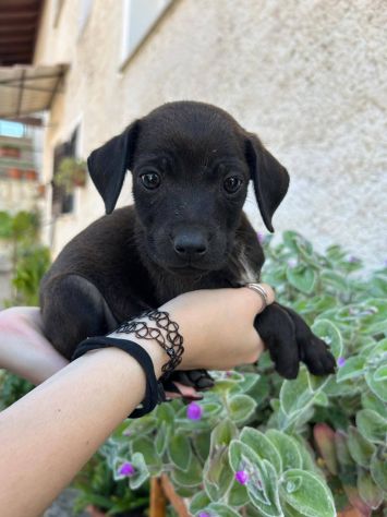 Gennarino cucciolo taglia piccola