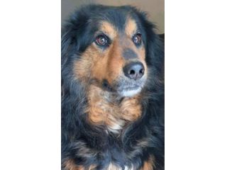 CANE IN ADOZIONE: ARDIAN, simil bernese
