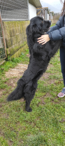CANE IN ADOZIONE: NADAL, adorabile tenerone. - Foto 5